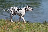 DOGUE ALLEMAND 074
